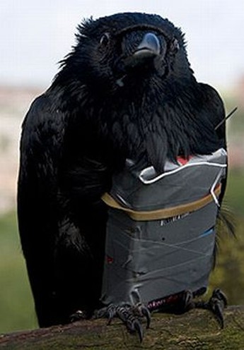 Raven mad