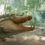 Giant Crocodile (2020)